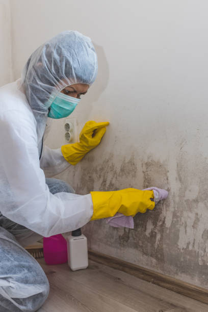 Best Commercial Mold Inspection  in Greenfield, IL