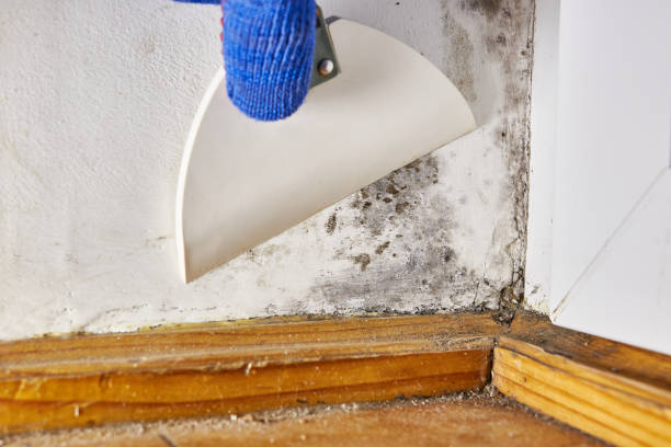 Best Mold-Related Health Consultation  in Greenfield, IL