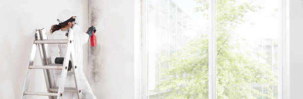 Best Mold Removal for HVAC Installations  in Greenfield, IL