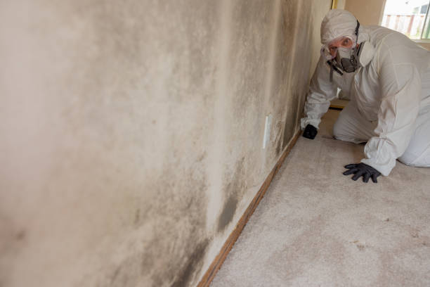 Best Mold Remediation for Vacation Homes  in Greenfield, IL